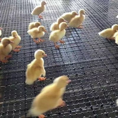 CE/ISO9001 認証された 強化されたバイアシアル・ジオグリッド付きの鶏とアヒルの繁殖フェンス