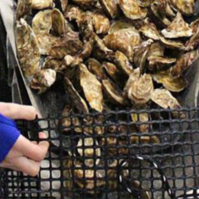 CE/ISO9001 認証された 強化されたバイアシアル・ジオグリッド付きの鶏とアヒルの繁殖フェンス