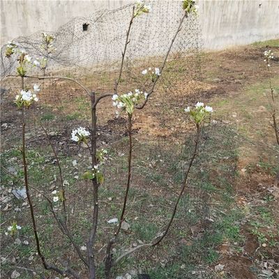 温室野菜 果物保護用 鳥対策 40 メッシュ PP 農用 昆虫対策