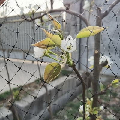 温室野菜 果物保護用 鳥対策 40 メッシュ PP 農用 昆虫対策